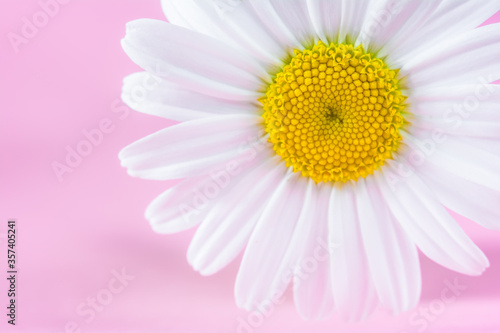 Chamomile flower close up on a pink background. Soft focus