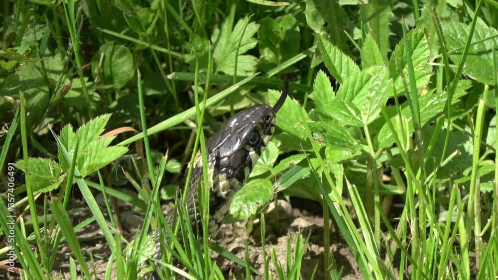Beautiful animal grass snake Natrix natrix in spring grass Beautiful animal grass snake Natrix natrix in spring grass