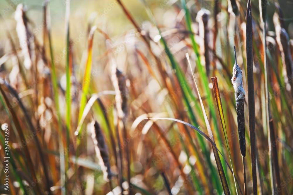 Obraz premium A bundle of cattails in a marshland during summer sunset