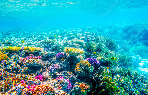 Fototapeta Naklejka Na Ścianę i Meble -  Beautifiul underwater seascape with tropical fish and coral reefs