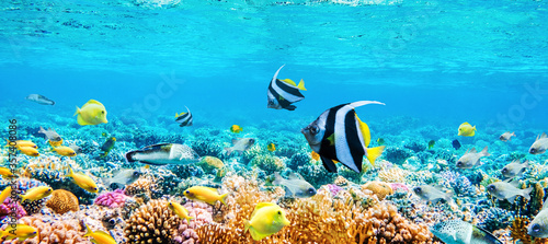 Beautifiul underwater panoramic view with tropical fish and coral reefs photo