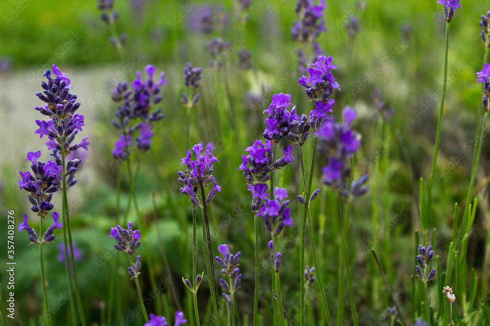Close up selective focus blooming lavender flowers in the field Close up selective focus blooming lavender flowers in the field