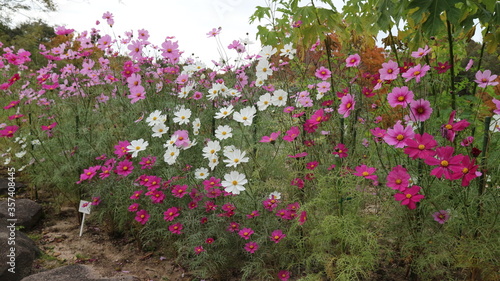 Wild flowers © Ngoc