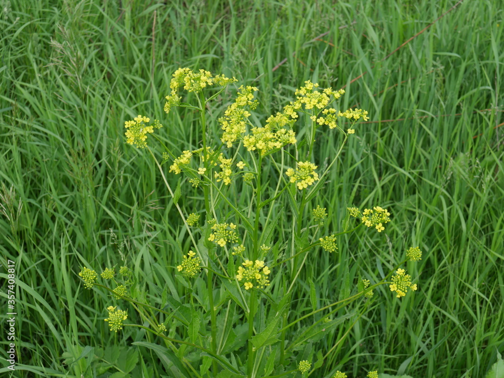 Fototapeta premium green grass with yellow flowers