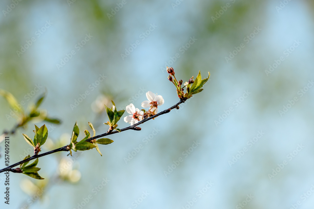 Cherry blossoms. A branch of a flowering tree. Cherry blossoms. A branch of a flowering tree.