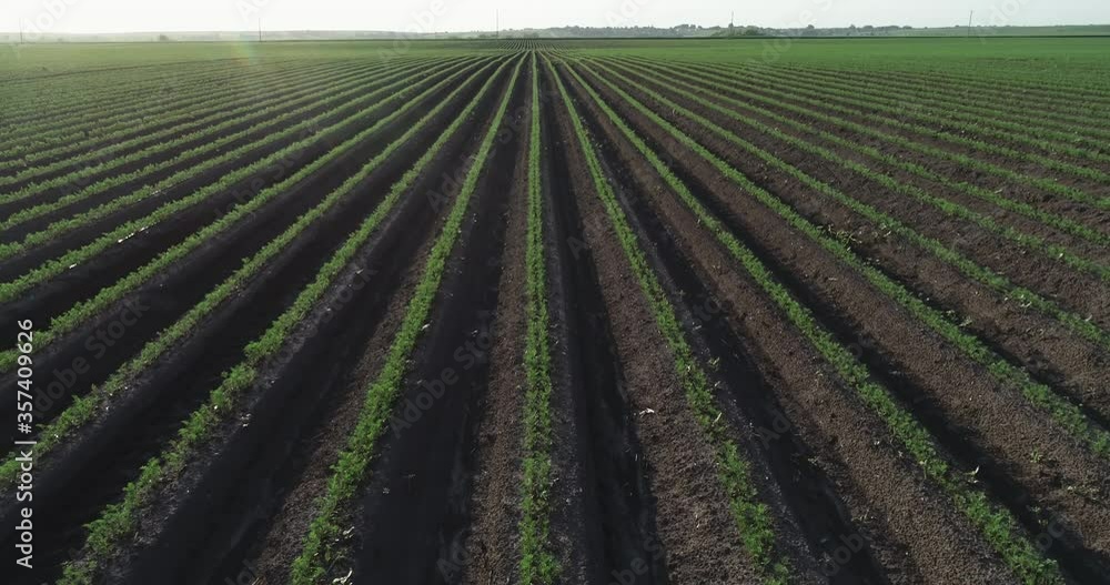 Carrots growing in the garden in rows on an open ground farm. Garden bed with Carrots, gardening and farming concept. Farm with agricultural plantings. Carrots growing in the garden in rows on an open ground farm. Garden bed with Carrots, gardening and farming concept. Farm with agricultural plantings.