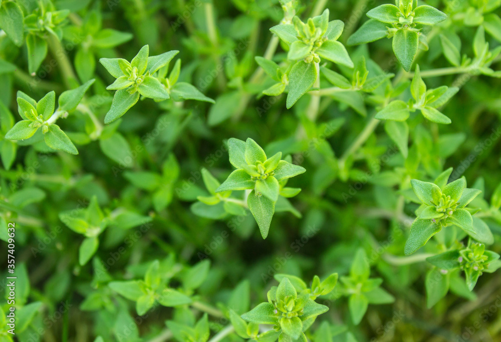 Thyme strings. Fresh green thyme plant growing in a herb garden. Breckland, Thymus serpyllum, Thymus vulgaris, Common Thyme, Whole thyme. Herbs for cooking. Selective focus, closeup. Thyme strings. Fresh green thyme plant growing in a herb garden. Breckland, Thymus serpyllum, Thymus vulgaris, Common Thyme, Whole thyme. Herbs for cooking. Selective focus, closeup.