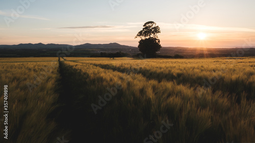 Barley field at sunset