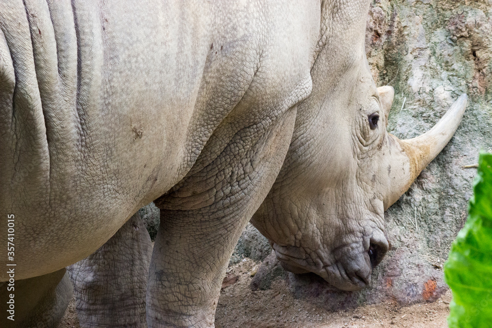Fototapeta premium Rhinoceros in captivity