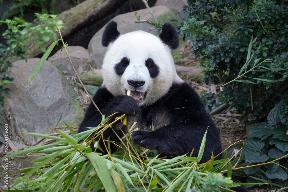 Fototapeta premium The giant panda