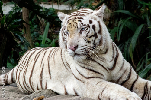 White Tiger