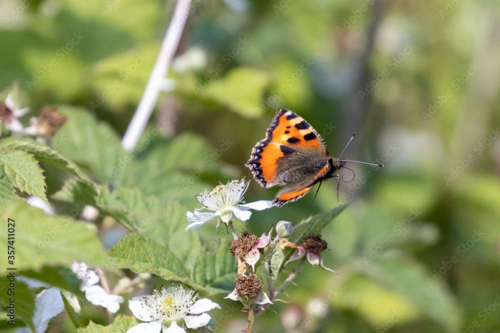 A small tortoiseshell butterfly takes flight A small tortoiseshell butterfly takes flight