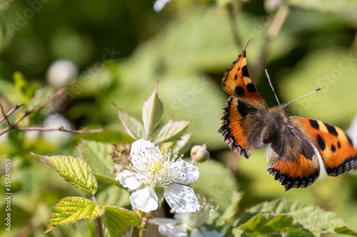 A Small Tortoiseshell Butterfly launches into flight