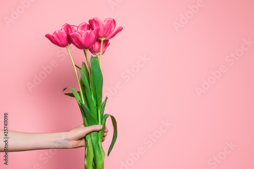 Female arm holds a bouquet of pink tulips isolated on a light pink background, copy space, happy birthday celebration, postcard March 8, Valentine's day, banner for web © Evgenia
