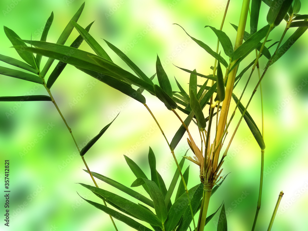 Fototapeta premium Green leaf background. Beautiful and fresh background. Green plant on blur background.