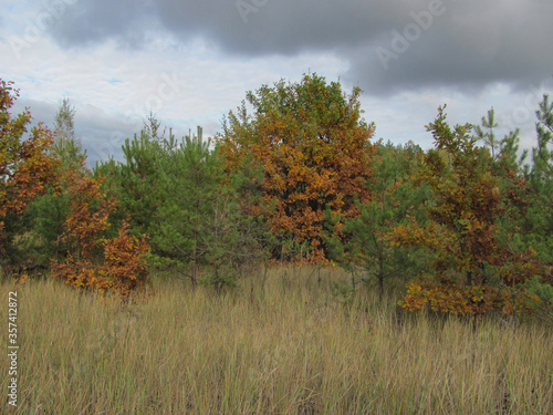 clouds over autumn pine forest