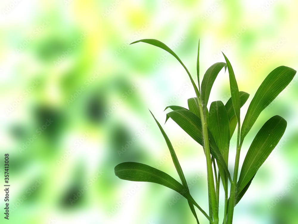 Green leaf background. Beautiful and fresh background. Green plant on blur background. Green leaf background. Beautiful and fresh background. Green plant on blur background.