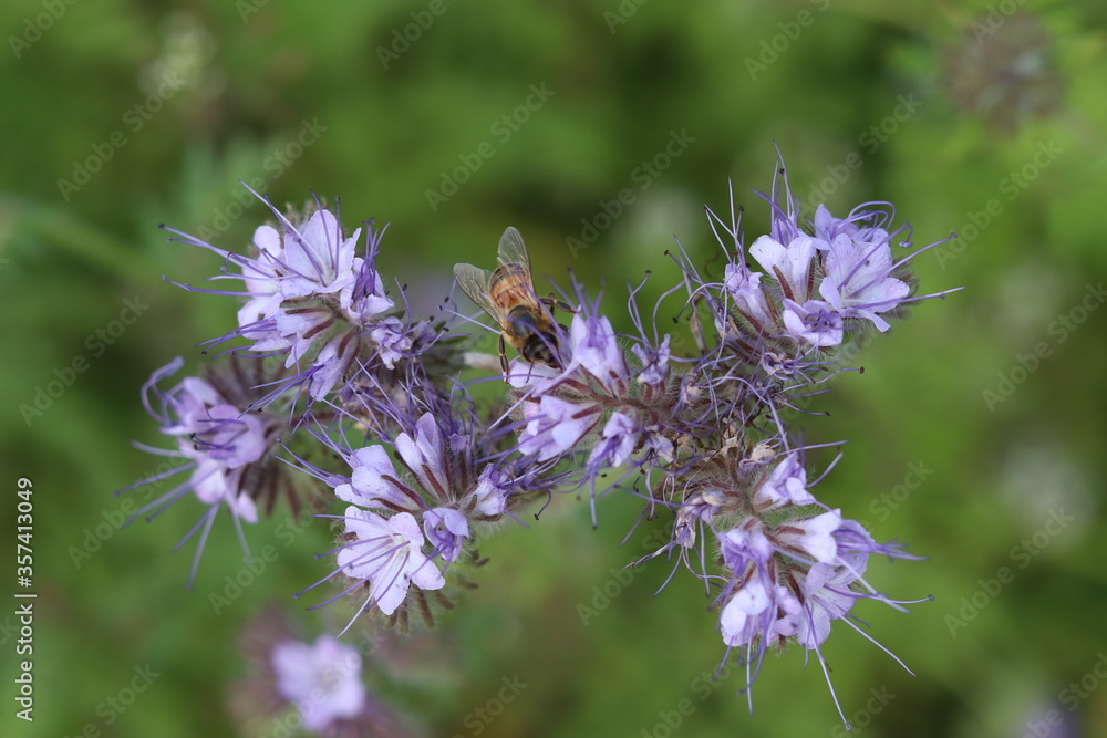 Biene sammelt Nektar auf einer Phaciliablüte Biene sammelt Nektar auf einer Phaciliablüte