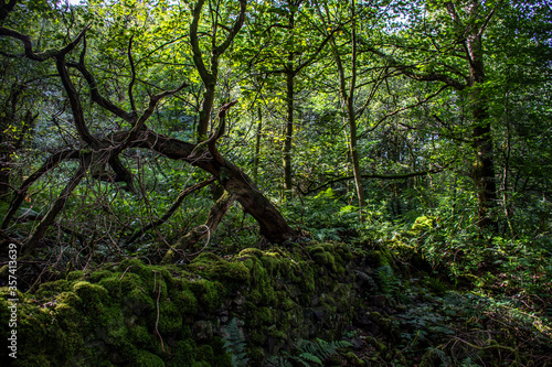 Nature reclaiming a wall in Scotland.