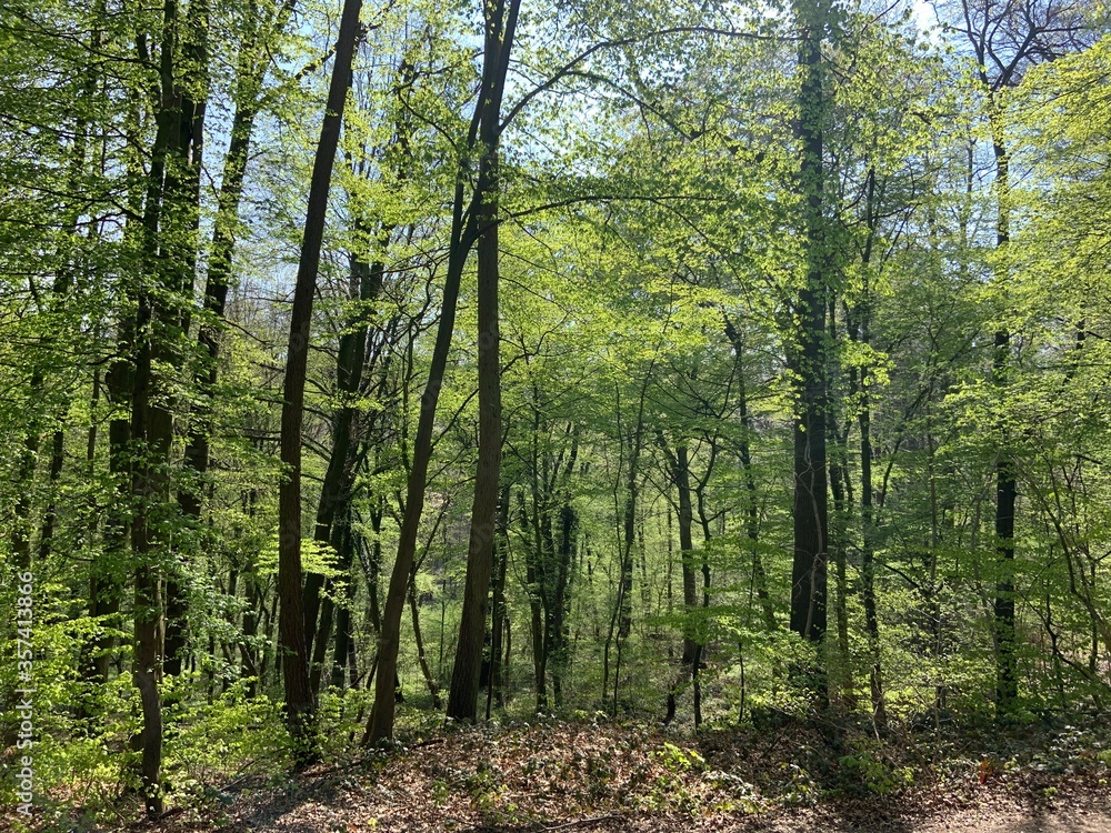 Obraz premium forest in spring