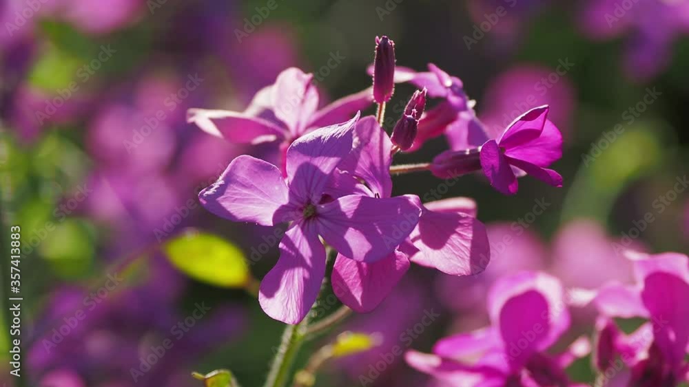 Wild flowers in sunshine in forest Wild flowers in sunshine in forest