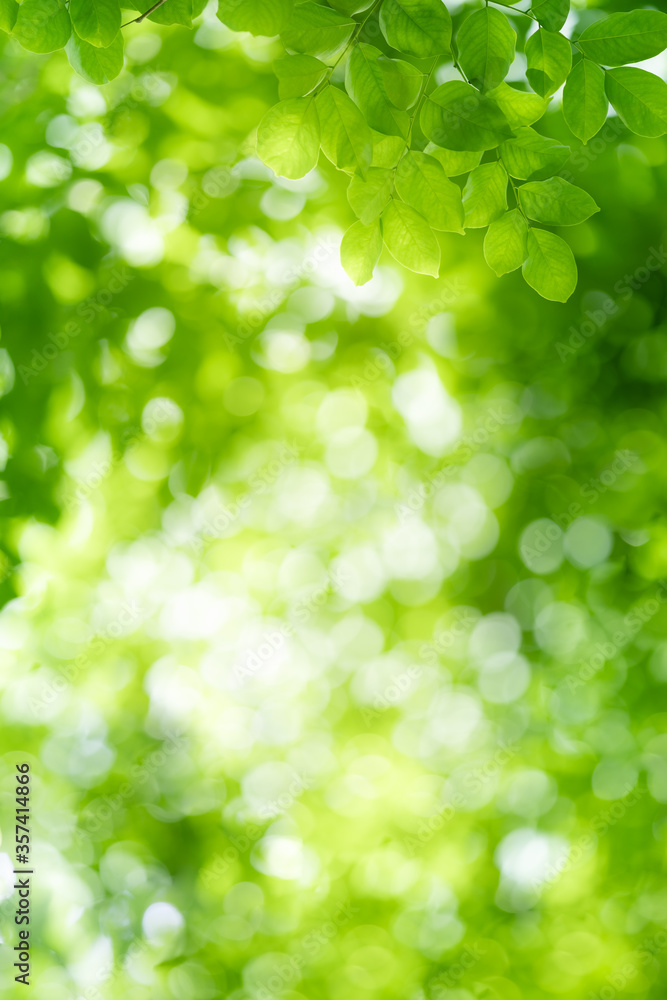 Nature of green leaf in garden at summer. Natural green leaves plants using as spring background cover page greenery environment ecology wallpaper Nature of green leaf in garden at summer. Natural green leaves plants using as spring background cover page greenery environment ecology wallpaper