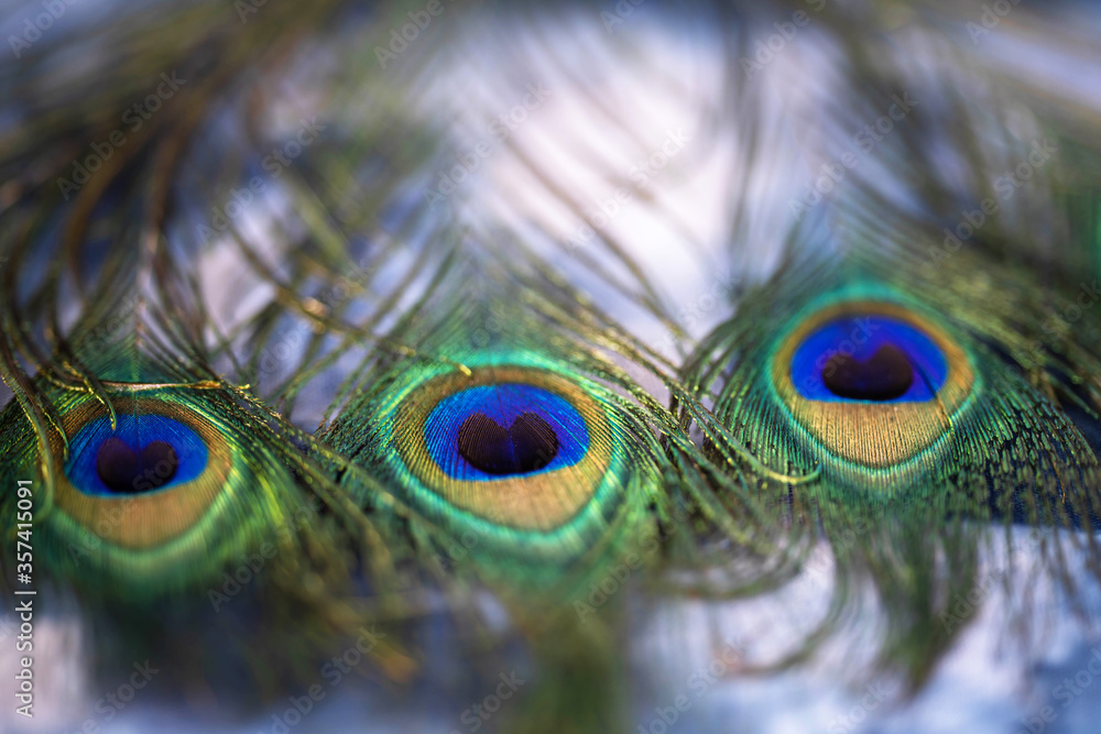 Fototapeta premium three peacock feathers close up on a blurry blue background