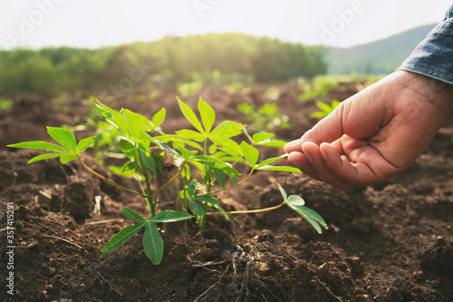 Obraz na płótnie farmer hand touching cassava in farm with sunset background
