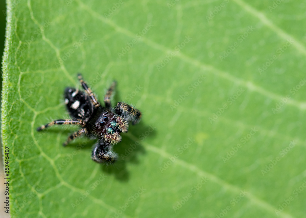 Jumping spider closeup macro on a Common Milkweed leaf Jumping spider closeup macro on a Common Milkweed leaf