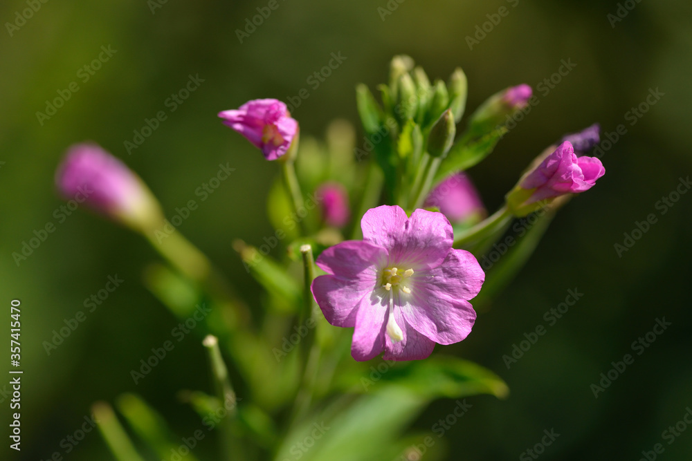 Blüten des Zottigen Weidenröschen (Epilobium hirsutum)
