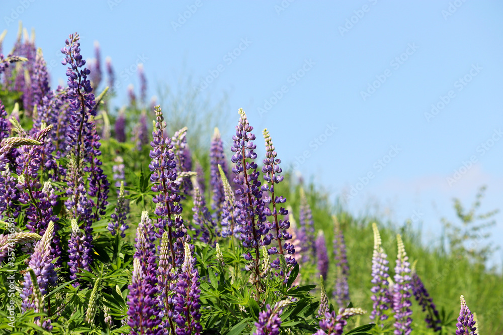 Obraz premium Colorful lupine flowers blooming on a summer mountain meadow. Wildflowers in green grass on blue sky background
