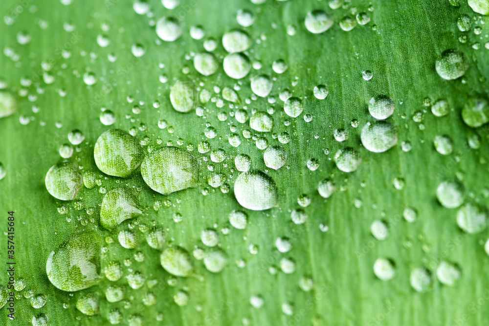 Raindrops on a green leaf. Beautiful drops of transparent rain water on a green leaf macro.
