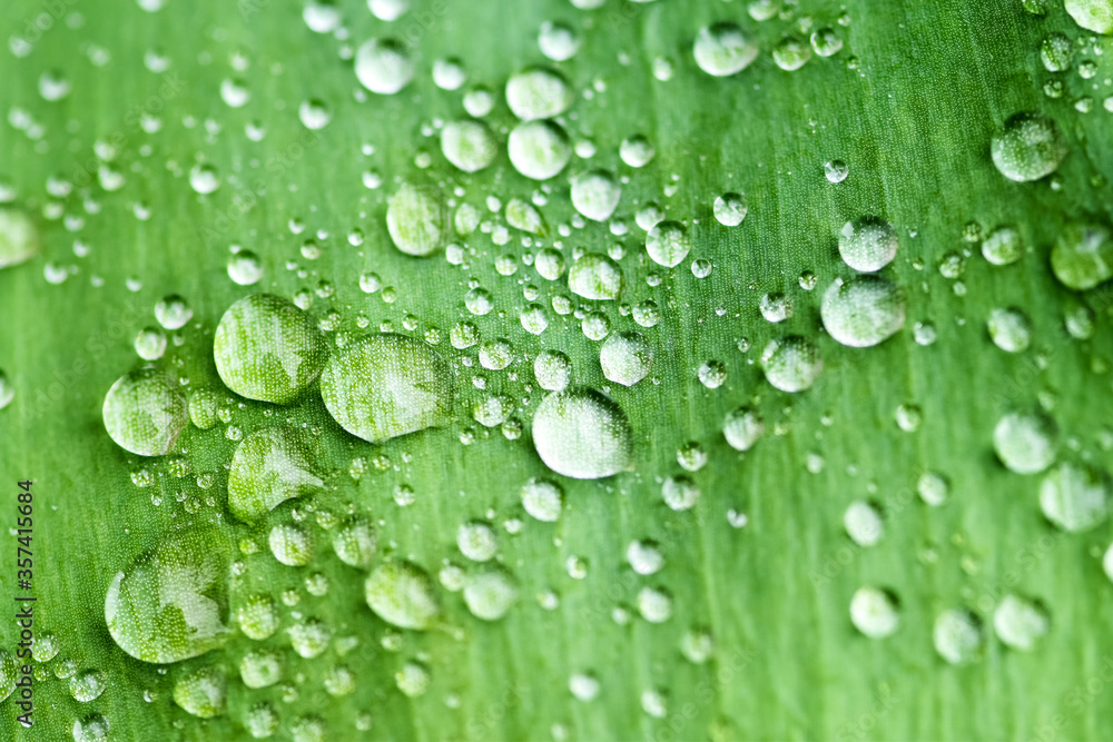 Raindrops on a green leaf. Beautiful drops of transparent rain water on a green leaf macro. Raindrops on a green leaf. Beautiful drops of transparent rain water on a green leaf macro.