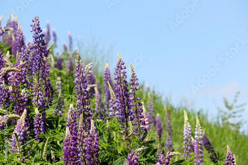 Colorful lupine flowers blooming on a summer mountain meadow. Wildflowers in green grass on blue sky background