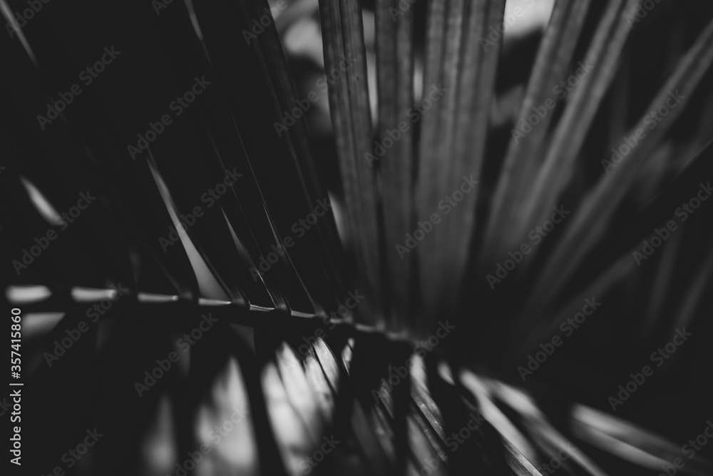 Obraz premium Black and white photo of a tropical tree leaf close-up in the dark