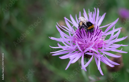 Close-up of a bumblebee covered in pollen pollinating a small pink purple thistle flower while collecting nectar in summer