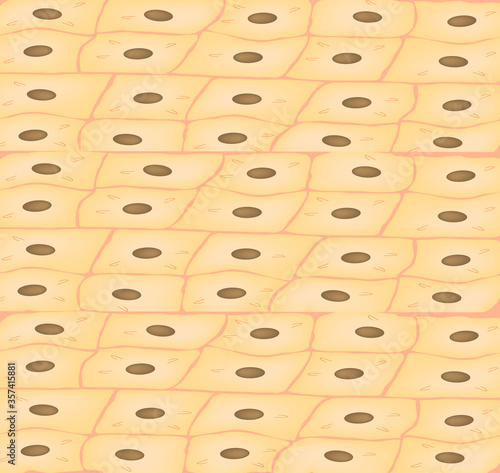 The texture of the dermis. Background epidermis. Cytology histological structure of the skin. Background of the epithelium. Vector illustration