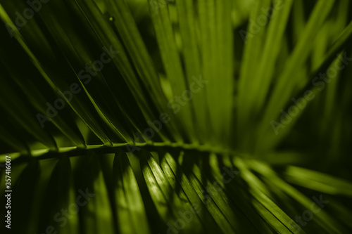green tropical tree leaf close-up in the dark with lighting with lines along the leaf © Nicolas Gregor