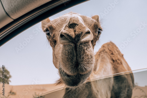 Photography Wild Camels in Desert, road trip in Desert, Middle East, Camel, Road, Car