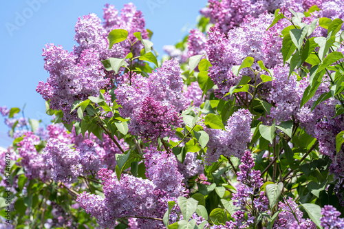 lilac bush in bloom against the blue sky