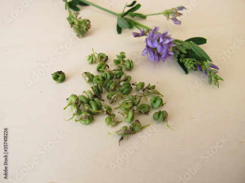 Alfalfa with flowers and seeds in spiralled fruits 