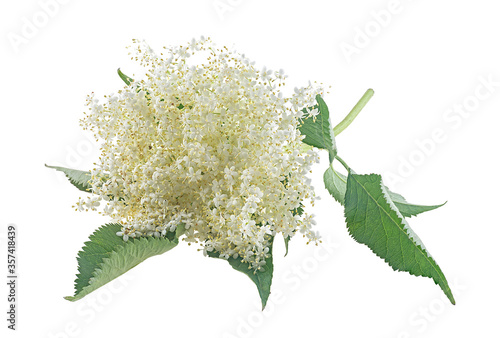 Elderberry with flowers and leaves isolated on a white background. Blossoming elder. Sprig of sambucus with green leaves and flowers.