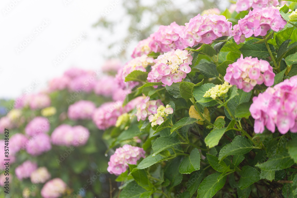 ピンクのたくさんの綺麗に咲いた紫陽花