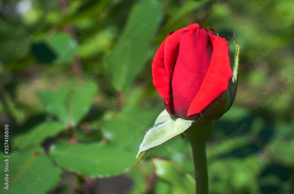 Obraz premium Bud of a red young rose in nature on a green background. Copy space