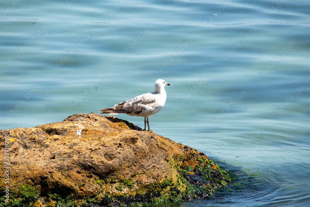 Seagull on yellow stone in the sea Seagull on yellow stone in the sea