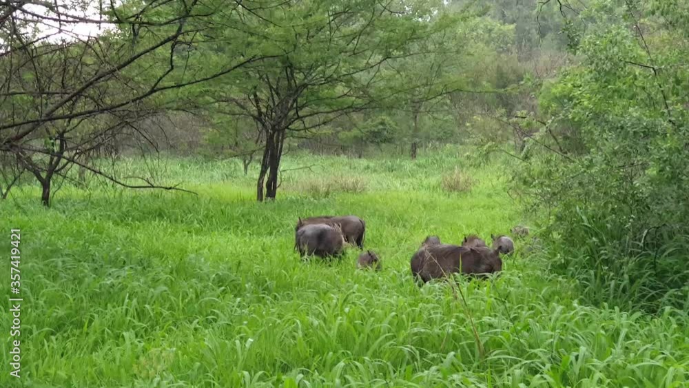 Warthog eating green grass along the path, Victoria Falls National Park Warthog eating green grass along the path, Victoria Falls National Park