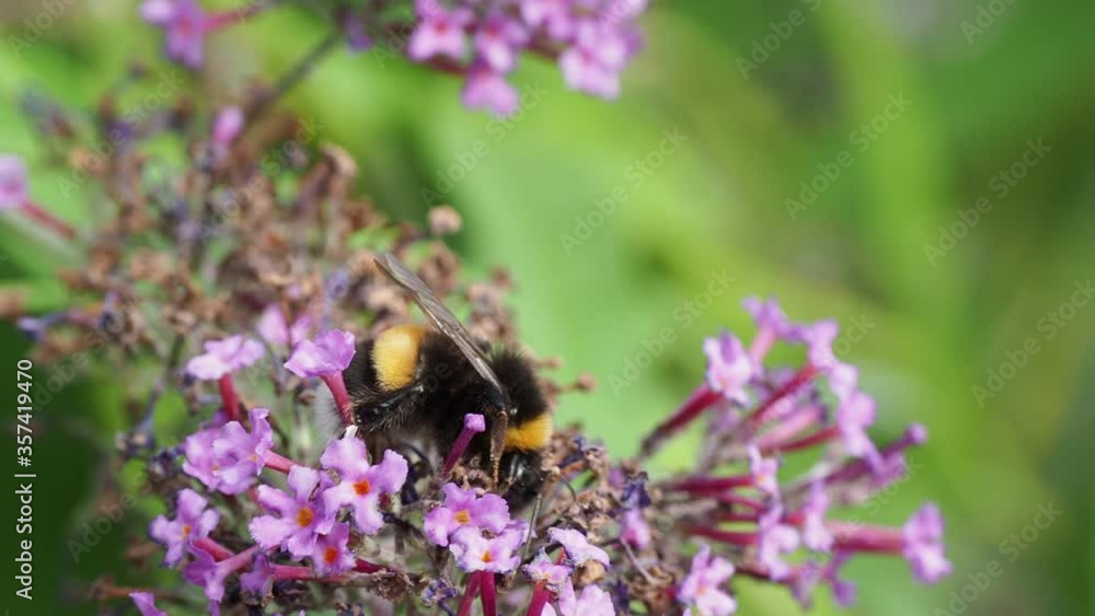 Bumblebee on a flower in the sunlight Bumblebee on a flower in the sunlight