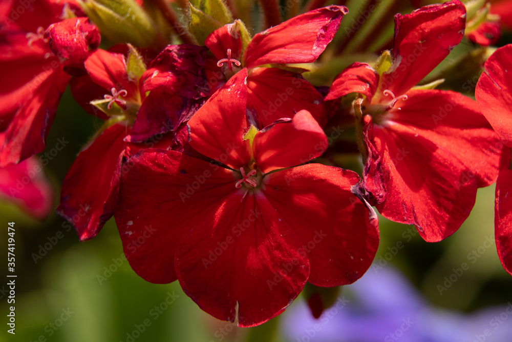 red geranium flower close up photo red geranium flower close up photo