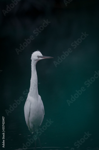 Egret in the Mist