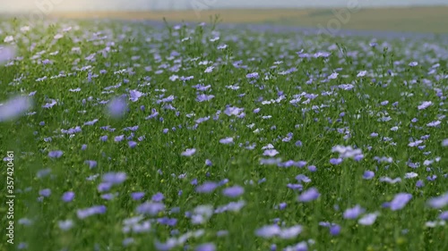 flax field in bloom, countryside peaceful blue flowers background, field of blue delicate flowers, agriculture, flax cultivation, slow motion walking in field go linen photo